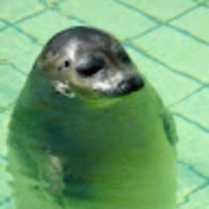 Meet your Posher, Elise